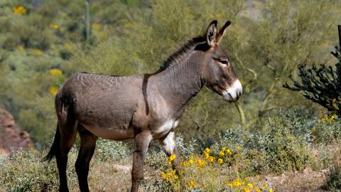 Un burro marrón y gris en un paisaje de montaña. En primer plano se ven flores amarillas.