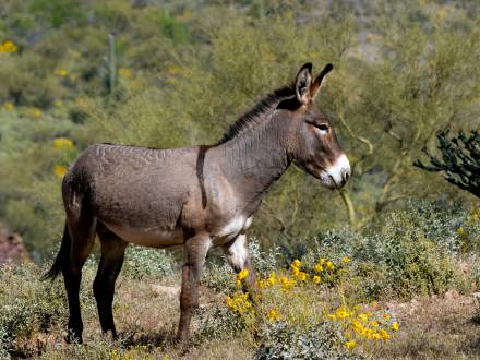 Un burro marrón y gris en un paisaje de montaña. En primer plano se ven flores amarillas.