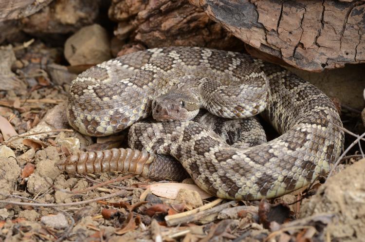 Una serpiente de cascabel se enrosca bajo un tronco en un sendero boscoso.