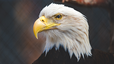 Primer plano de un águila calva residente en el zoo alpino de Big Bear. El ave es blanca y negra con el pico amarillo.