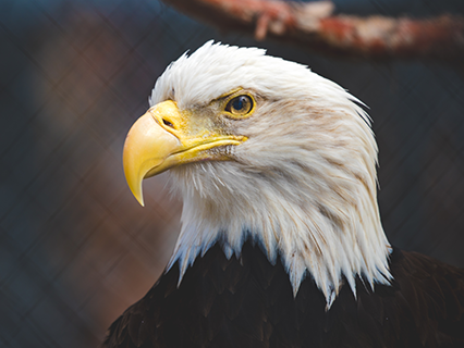 Primer plano de un águila calva residente en el zoo alpino de Big Bear. El ave es blanca y negra con el pico amarillo.