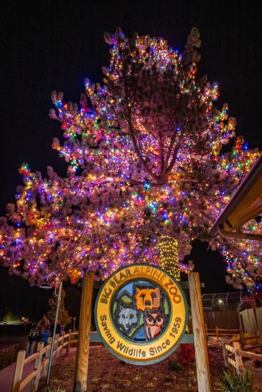 Una foto del pino gigante del cartel del zoo alpino de Big Bear durante Alpine Zoo Wild Lights: el árbol está cubierto de luces.