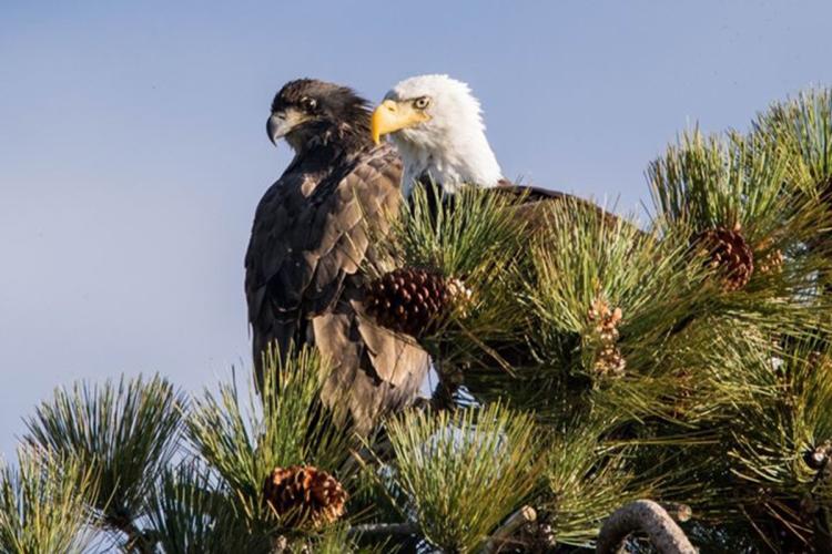 Las águilas de Big Bear: el águila adulta está posada en una rama junto a un aguilucho; ambos miran hacia la lejanía, fuera del campo de visión.