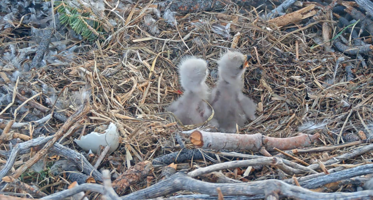 Una foto del nido de águilas del lago Big Bear tomada en 2026: en el nido hay dos aguiluchos recién nacidos sentados uno al lado del otro.