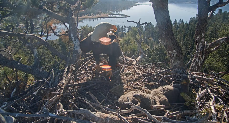 El nido de águilas de Big Bear Lake durante la temporada de 2026: las crías, a las que se acaba de bautizar como Sandy y Luna, están sentadas una al lado de la otra.