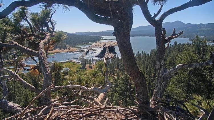 El nido del águila del lago Big Bear, 2026: se ve a Luna preparándose para su primer vuelo lejos del nido el 29 de junio.