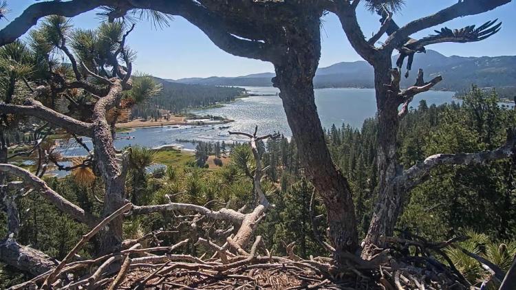 El nido del águila del lago Big Bear, 2026: el 29 de junio se vio a Luna alejándose volando del nido con las alas extendidas.