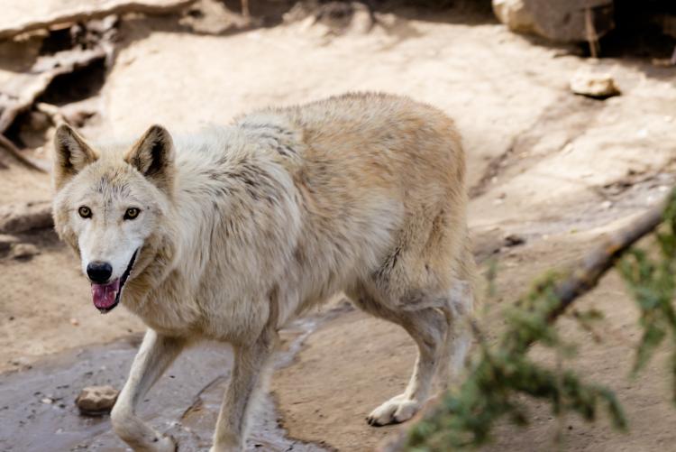 Un lobo blanco mira fijamente a la cámara desde su recinto en el zoo alpino de Big Bear.