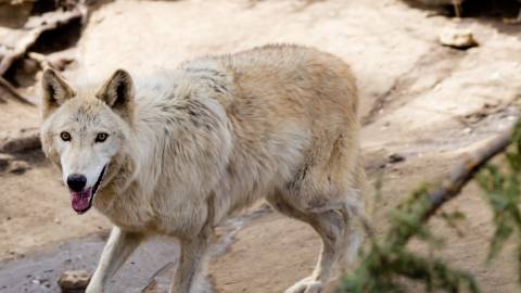 Un lobo blanco mira fijamente a la cámara desde su recinto en el zoo alpino de Big Bear.