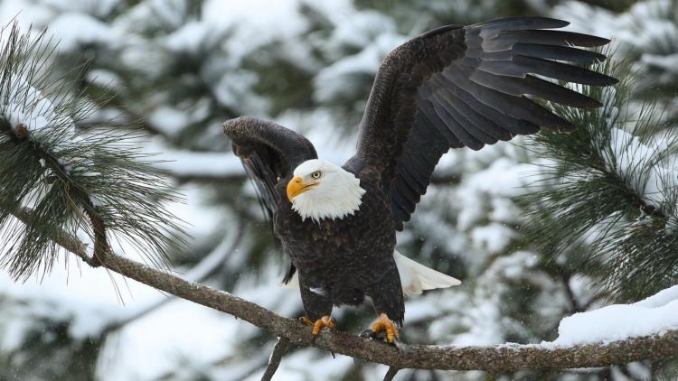 Un águila calva extiende sus alas para volar desde la rama de un árbol nevado en un bosque verde de pinos. La nieve es visible en todas las ramas.
