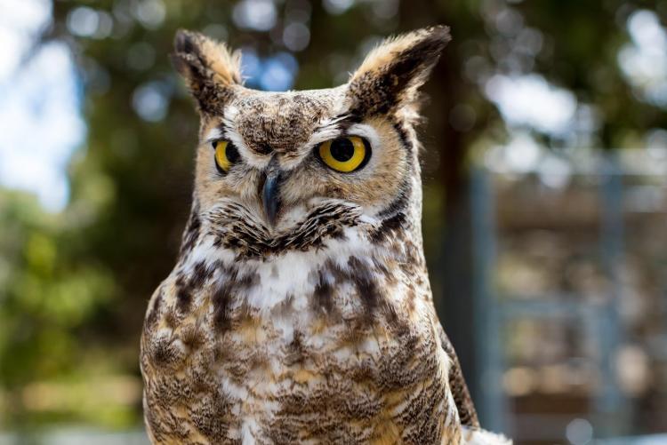 Un búho residente en el zoo alpino de Big Bear