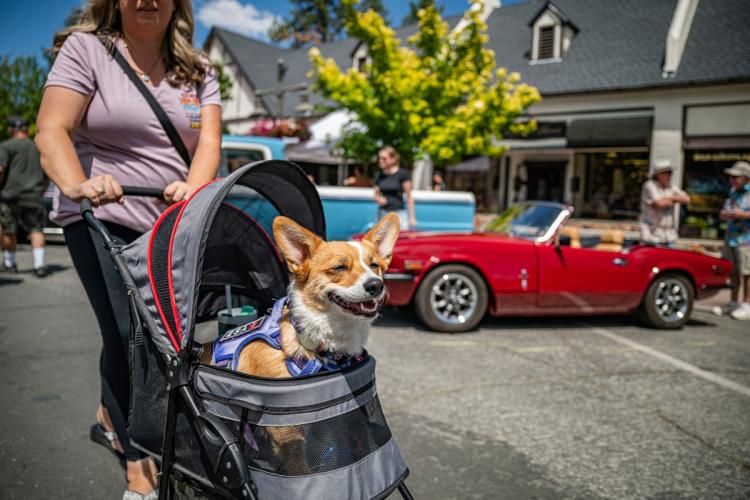 Una foto tomada durante la carrera Big Bear Fun Run en la que se ve a un perro corgi en un cochecito, con un coche antiguo al fondo.