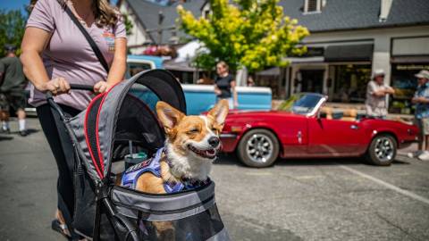 Una foto tomada durante la carrera Big Bear Fun Run en la que se ve a un perro corgi en un cochecito, con un coche antiguo al fondo.