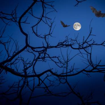 Los murciélagos y las ramas desnudas de los árboles se recortan contra el cielo nocturno mientras la luna llena brilla en esta escena de Halloween.