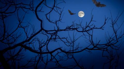 Los murciélagos y las ramas desnudas de los árboles se recortan contra el cielo nocturno mientras la luna llena brilla en esta escena de Halloween.