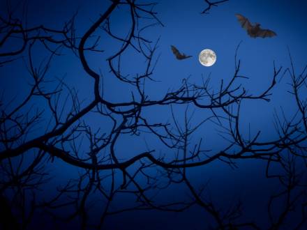 Los murciélagos y las ramas desnudas de los árboles se recortan contra el cielo nocturno mientras la luna llena brilla en esta escena de Halloween.