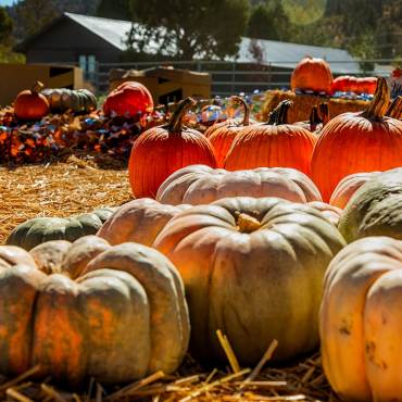 Un grupo de calabazas de color naranja brillante en el huerto de calabazas del Starlight Equestrian Ranch.