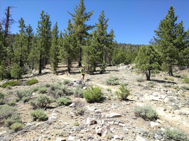 Un corredor recorre un sendero durante la carrera Holcomb Valley Trail Run en Big Bear Lake.