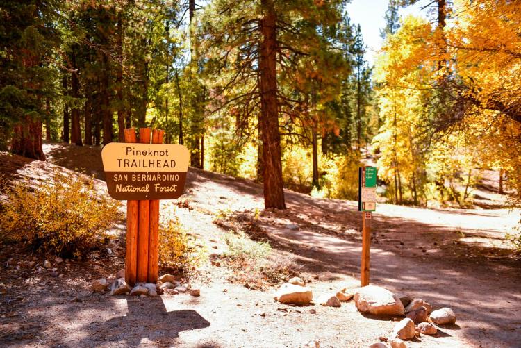 El dorado follaje otoñal de Big Bear en Pineknot Trailhead.