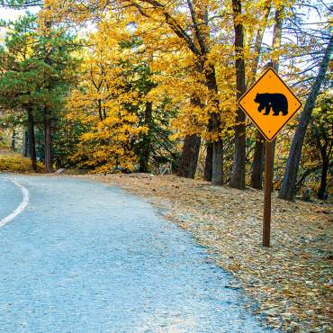 Una de las carreteras de Big Bear en otoño: se ven las hojas teñidas de los colores del otoño, así como una señal de tráfico con la imagen de un oso.