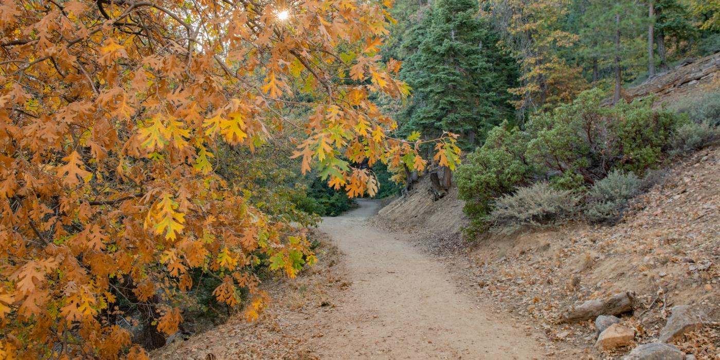 Una foto de árboles cubiertos de hojas de colores otoñales a lo largo de un camino de tierra - hay árboles verdes en el fondo.