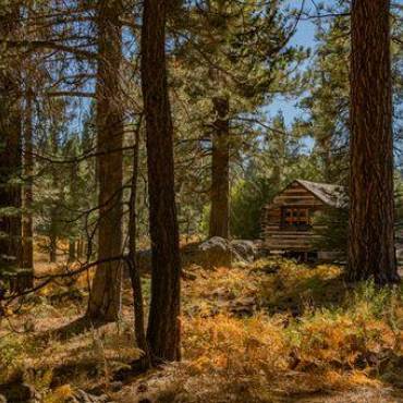 Una foto de una cabaña de madera en el bosque, con el frondoso bosque verde visible al fondo, así como la maleza teñida de los colores del otoño.