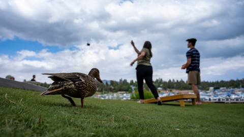 Una familia lanza una bolsa de judías durante un juego en su cabaña de Big Bear. Un pato pasa junto al juego.