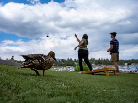 Una familia lanza una bolsa de judías durante un juego en su cabaña de Big Bear. Un pato pasa junto al juego.