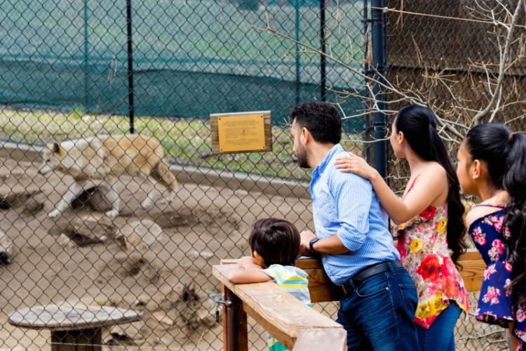 Una familia observa un lobo en su recinto del zoo alpino de Big Bear, en California.