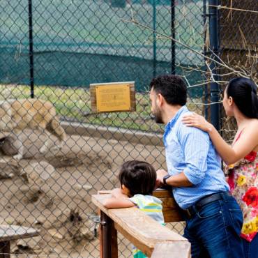 Una familia observa un lobo en su recinto del zoo alpino de Big Bear, en California.