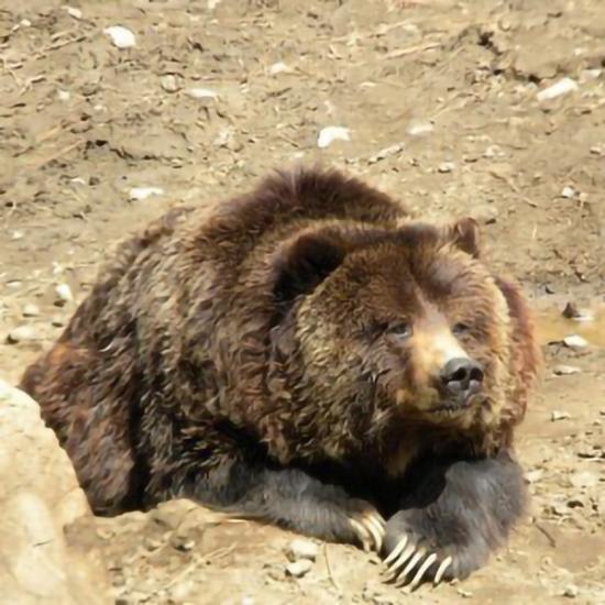 El oso pardo que vive en el Big Bear Alpine Zoo