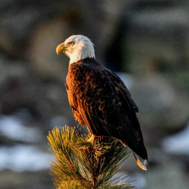Jackie, la águila, estaba posada en la copa de un árbol; mira hacia un punto lejano que queda fuera de nuestro campo de visión, y la luz del sol la ilumina.