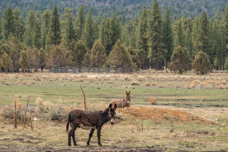 Una foto de los burros salvajes del lago Big Bear: caminan por un prado cubierto de hierba de color verde amarillento, mirando hacia el espectador.