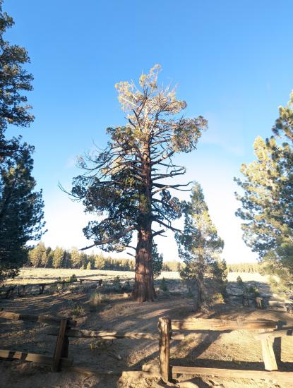 Un alto pino, apodado el Árbol del Ahorcado, está rodeado de vallas de madera. Situado en Holcomb Valley Big Bear Lake.